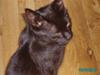 Huskat Fancy Black-Cat