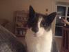 Huskat Magnus - RIP:-(