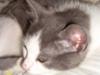 Huskat Lille Trold