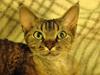 Devon Rex S*Röda Nejlikan's K Karla