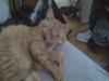 Huskat Tarzan DØD 28 maj 2008 :(