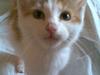Blanding af racer **Prins Loui Charming**<3
