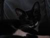 Blanding af racer R.I.P Missy / Mississippi [ Himmelkat]