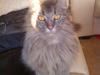 Maine Coon basik