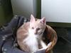 Huskat Minnie R.I.P  : (