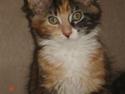 Maine Coon DK Kruse`s Blossom