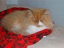 Perser Himmelkatten Joey