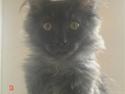 Maine Coon DK Kruse Aseem (Solgt)