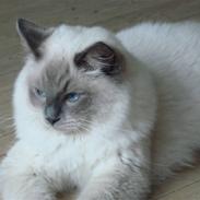 Ragdoll CZ*Zea Mays Komodo Dragon