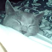 British Shorthair JH Ferrari