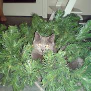 British Shorthair JH Ferrari