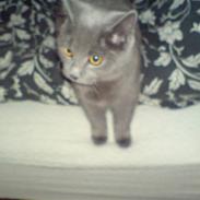 British Shorthair JH Ferrari