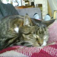 Blanding af racer Mimi