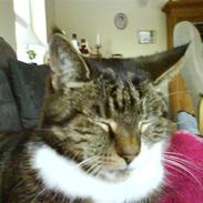 Blanding af racer Mimi