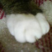 Blanding af racer Mimi