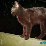 Huskat Fancy Black-Cat