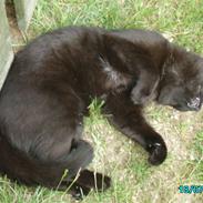 Huskat Fancy Black-Cat