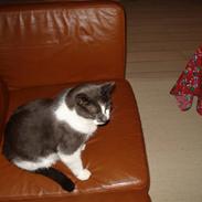 Huskat Magnus - RIP:-(