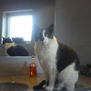 Huskat Magnus - RIP:-(