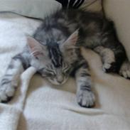 Maine Coon shadow