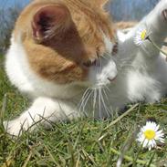 Blanding af racer Nikki