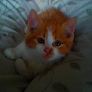 Blanding af racer Nikki