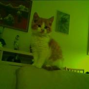 Blanding af racer Nikki