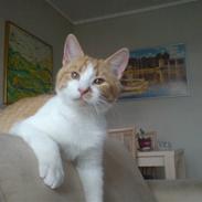 Blanding af racer Nikki