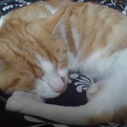 Blanding af racer Nikki