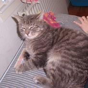 Blanding af racer Speedy