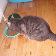 Blanding af racer Speedy