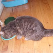 Blanding af racer Speedy