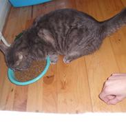 Blanding af racer Speedy