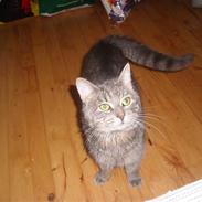 Blanding af racer Speedy