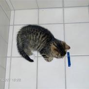 Huskat mulle og mille