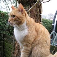 Blanding af racer Dexter