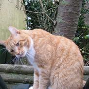 Blanding af racer Dexter