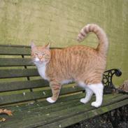 Blanding af racer Dexter