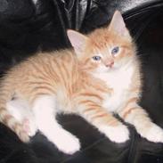 Blanding af racer Dexter