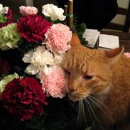 Blanding af racer Dexter