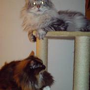Maine Coon Kenzo