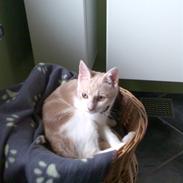 Huskat Minnie R.I.P : (