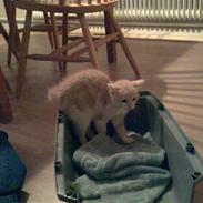 Huskat Minnie R.I.P : (