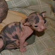 Sphynx Clara