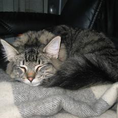 Norsk Skovkat La. Foret´s Tian RIP