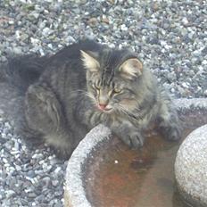 Norsk Skovkat La. Foret´s Tian RIP