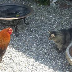 Norsk Skovkat La. Foret´s Tian RIP