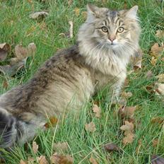 Norsk Skovkat DK Shaggy Tail's Limbo