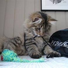 Norsk Skovkat DK Shaggy Tail's Limbo