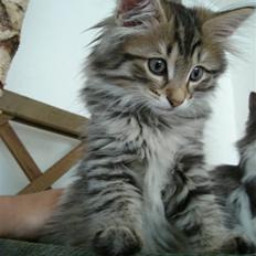 Norsk Skovkat DK Shaggy Tail's Limbo